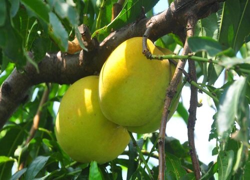 最好吃的黄桃品种排名  哪种黄桃最好吃