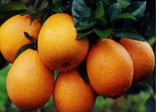 进口橙子的品种排名（世界上最出名又好吃的高档橙子）