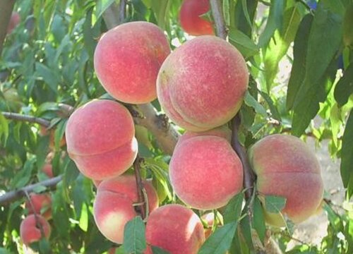 桃子有哪些品种（最早熟桃子新种类名称大全及图片）