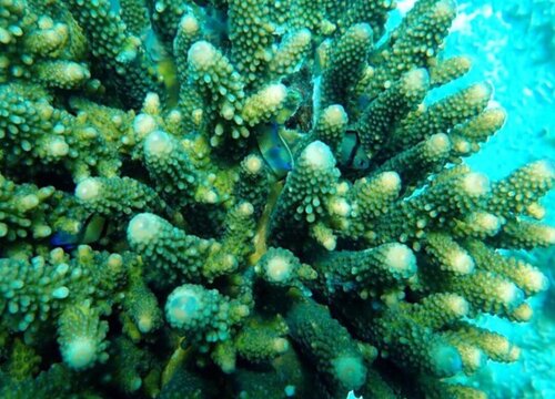 如何把青珊瑚养成了光棍树