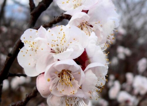 杏花开在什么季节 是春天开花吗