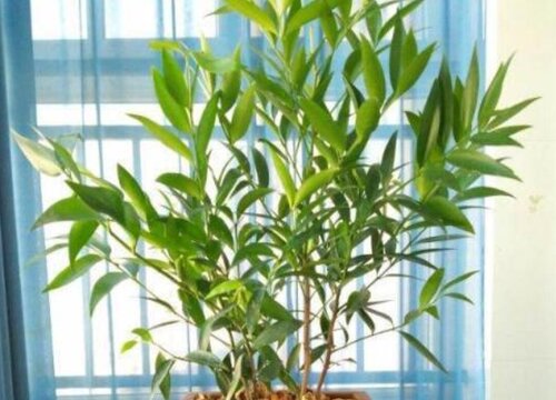 长寿竹的养殖方法和注意事项有哪些