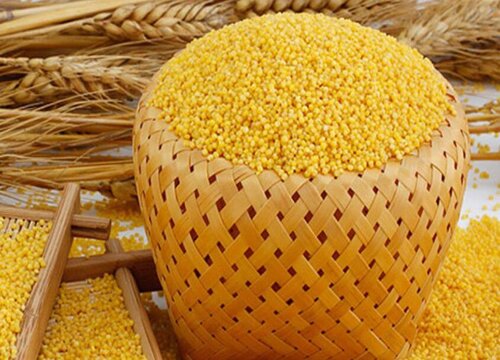 栗米的功效与作用及食用方法