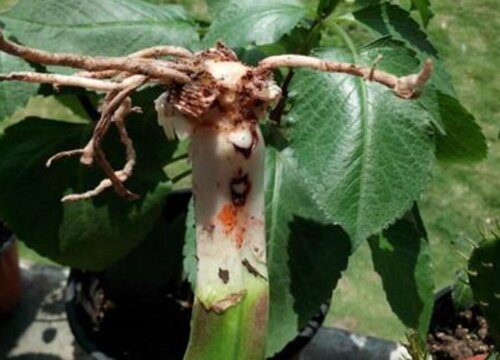 盆栽植物闷根是什么原因（室内花卉浇水多闷根怎么办）