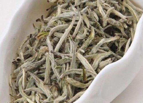 古树白茶属于什么茶