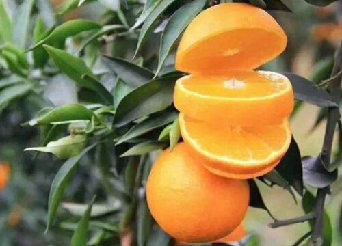 果冻橙什么季节成熟上市 成熟时间是几月份