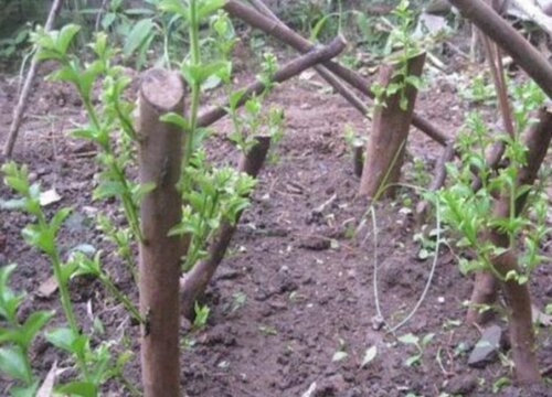 樱桃扦插多久生根 扦插繁殖的生根方法