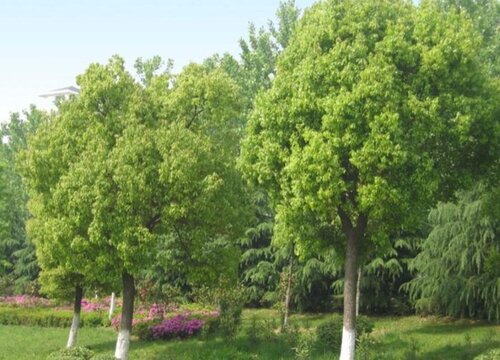 常青树有哪些品种 四季常青树的种类名称及图片