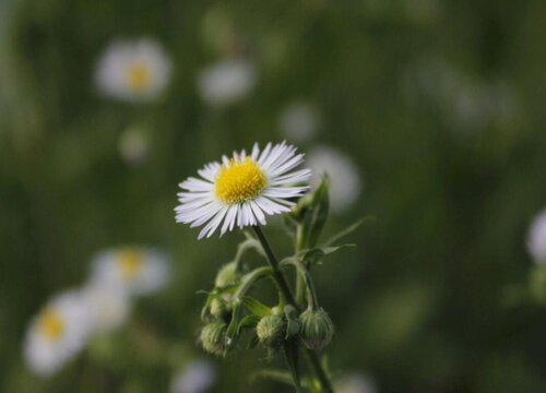 白色雏菊的花语和寓意