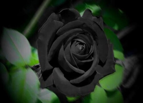 黑色玫瑰的花语是什么意思