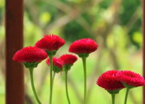 红色雏菊的花语和寓意