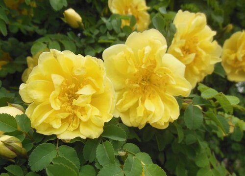 黄色蔷薇花
