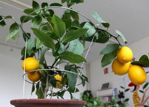 柠檬怎么养植才能让它开花结果