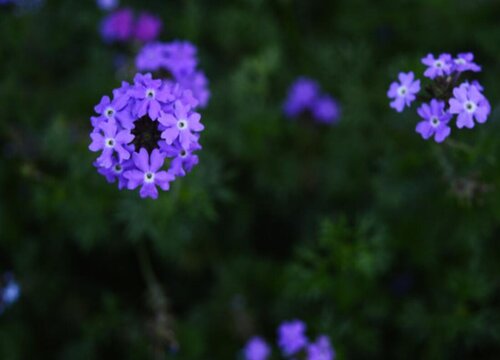 紫色满天星花语和寓意代表什么寓意 植物说
