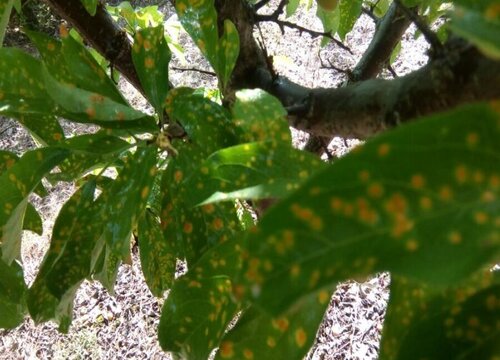 李子树常见病虫害图片图片
