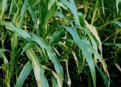 玉米苗期病虫害防治技术与方法措施