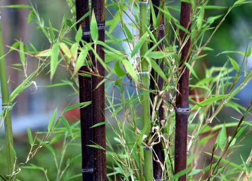 竹子一年能长多高 每年长多少厘米