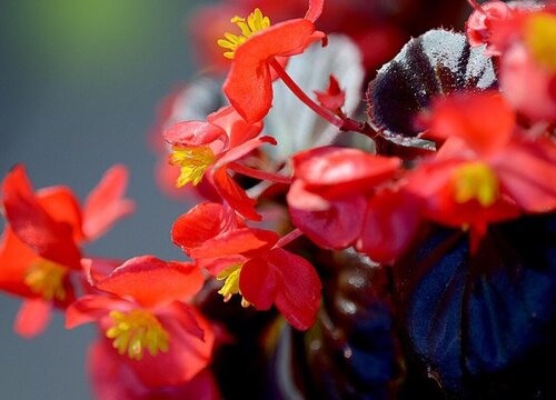 四季海棠花的扦插方法和时间 适合什么时候扦插