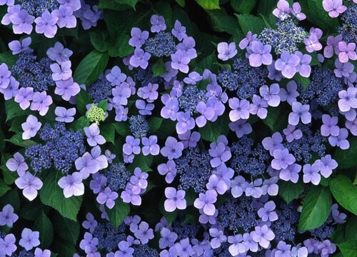 紫罗兰开花吗 开花的形状与颜色