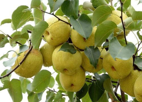 砀山梨产地在什么地方 属于安徽砀山的特产水果