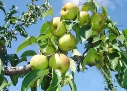 苹果梨产地在什么地方 苹果梨是哪里的特产