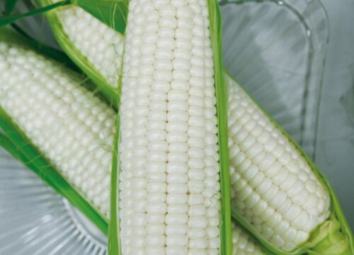 水果玉米可以冷冻保存吗