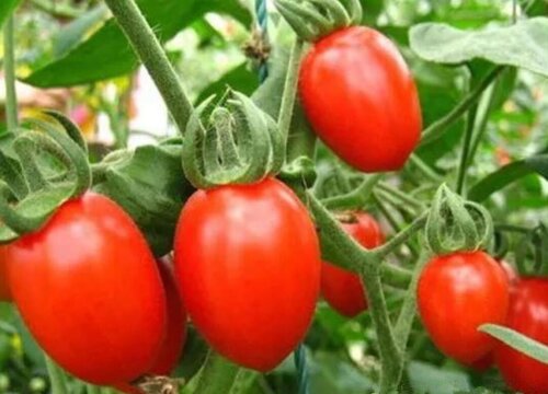 小西红柿是水果吗 属于蔬菜还是水果