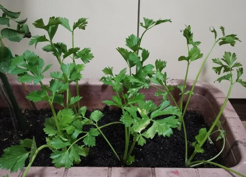 花盆里面栽种芹菜如何养生长旺盛