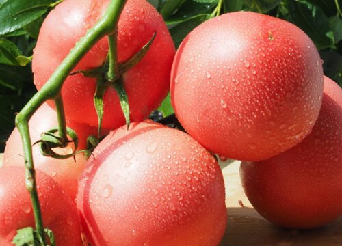 西红柿哪个品种最好吃 目前口感好的西红柿品种排名
