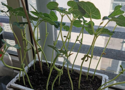 露天芸豆什么时候种植最好