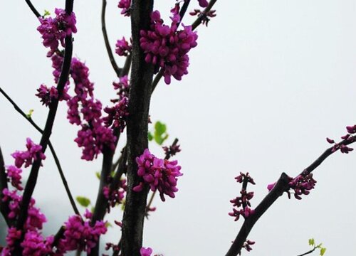 紫荆花一年开几次花