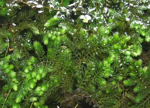 金鱼藻是什么植物类别