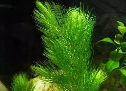 金鱼藻有种子吗