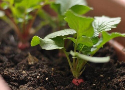 冰糖水果萝卜的种植方法和时间 几月份种好