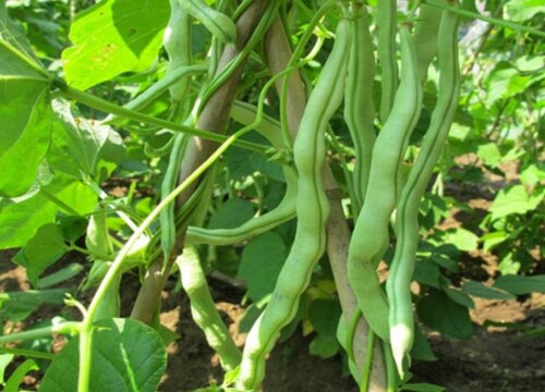 地芸豆种植时间和方法