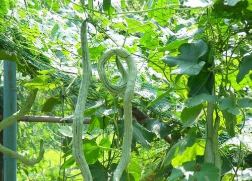 蛇豆怎么种能快出苗（蛇豆播种种植后几天发芽出苗）
