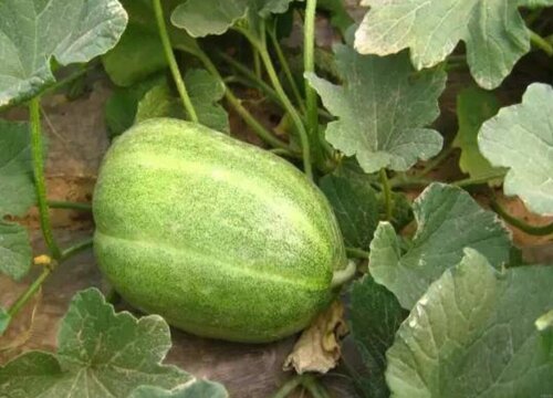 菜瓜怎么留种子 种子种植方法