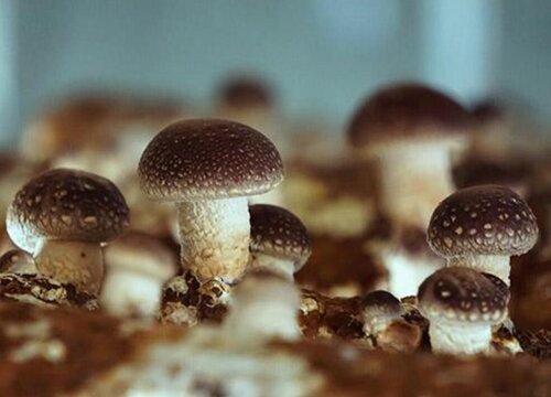 种蘑菇一年能挣多少钱 大棚种蘑菇一年利润