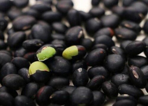 黑豆的生长过程