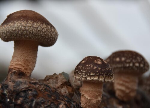 常见蘑菇的种类 各种蘑菇名称及图片