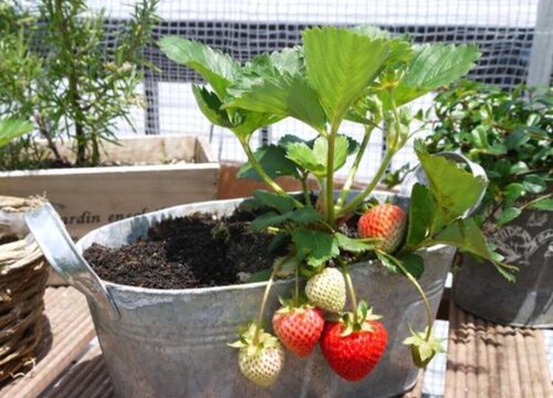 草莓盆栽种植方法