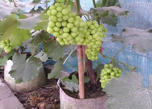 盆栽葡萄怎么换土