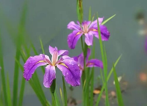 紫蝉花的养殖方法和注意事项