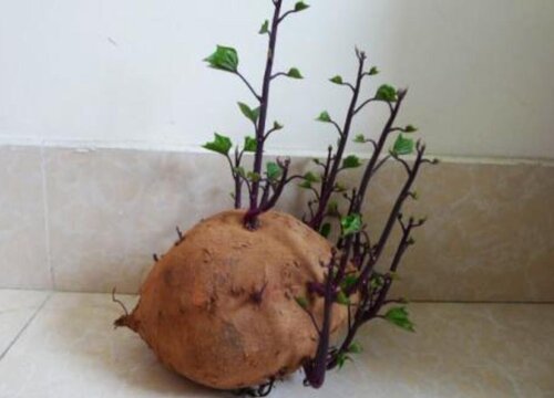 紫薯发芽了可以吃吗