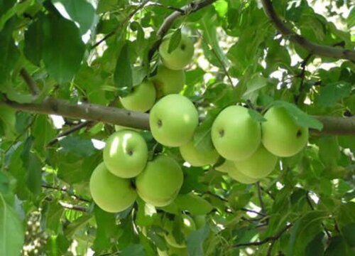 青苹果什么时候上市 属于几月份的水果