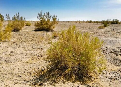 梭梭树是什么树 属于沙漠地区小乔木