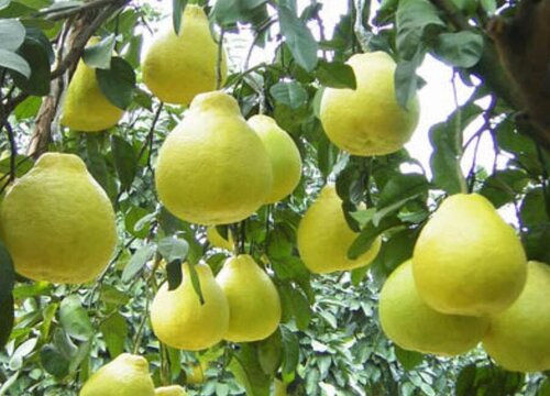 沙田柚的功效与作用及食用方法
