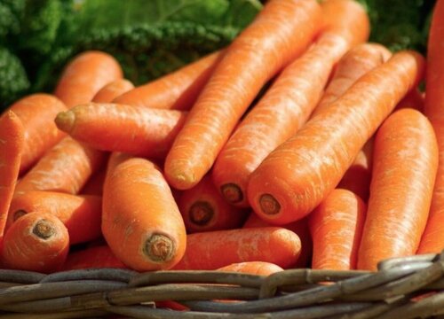 胡萝卜是几月份种植