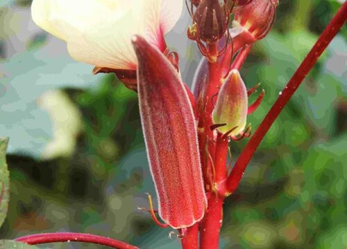 红秋葵种植时间和方法