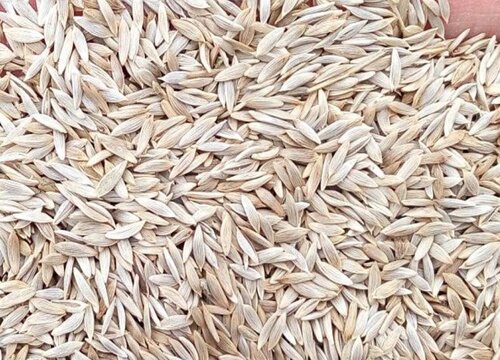 莜麦和燕麦是同一种植物吗 不同品种，有什么区别